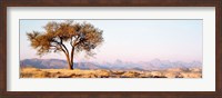 Framed Tree in a field with a mountain range in the background, Debre Damo, Tigray, Ethiopia