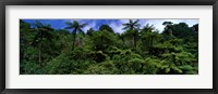 Framed Rain forest Paparoa National Park S Island New Zealand