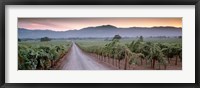 Framed Road in a vineyard, Napa Valley, California, USA