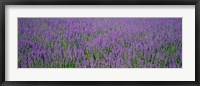 Framed Field Of Lavender, Hokkaido, Japan