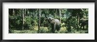 Framed Herd of Elephants Maasai Mara National Park Kenya Africa