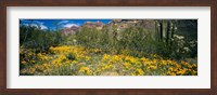 Framed Flowers in a field, Organ Pipe Cactus National Monument, Arizona, USA