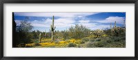 Framed Poppies and cactus on a landscape, Organ Pipe Cactus National Monument, Arizona, USA