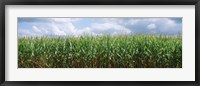 Framed Clouds over a corn field, Christian County, Illinois, USA