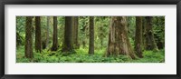 Framed Trees in a rainforest, Hoh Rainforest, Olympic National Park, Washington State, USA