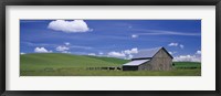 Framed Cows and a barn in a wheat field, Washington State, USA