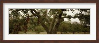 Framed Apple trees in an orchard, Sebastopol, Sonoma County, California, USA