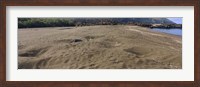 Framed Green turtles nesting at a coast, Isabela Island, Galapagos Islands, Ecuador