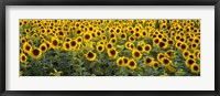 Framed Sunflowers (Helianthus annuus) in a field, Bouches-Du-Rhone, Provence, France