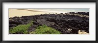 Framed Lava rocks at a coast, Floreana Island, Galapagos Islands, Ecuador