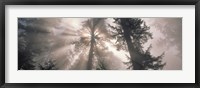 Framed Trees Redwood National Park, California, USA