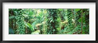 Framed Vegetation Seychelles