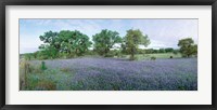 Framed Field of Bluebonnet flowers, Texas, USA