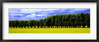 Framed Row Of Trees, Uppland, Sweden