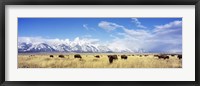 Framed Bison Herd, Grand Teton National Park, Wyoming, USA