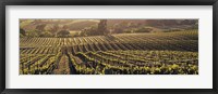 Framed Aerial View Of Rows Crop In A Vineyard, Careros Valley, California, USA