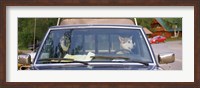 Framed Close-up of two dogs in a pick-up truck, Main Street, Talkeetna, Alaska, USA