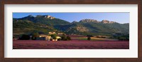 Framed Lavender Fields And Farms, High Provence, La Drome, France