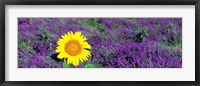 Framed Lone sunflower in Lavender Field, France