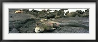 Framed Marine Iguana Galapagos Islands