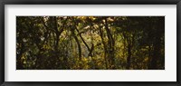 Framed Sunset over a forest, Monteverde Cloud Forest, Costa Rica