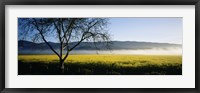 Framed Fog over crops in a field, Napa Valley, California, USA