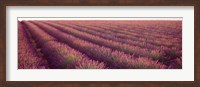 Framed Close-up of Lavender fields, Plateau de Valensole, France