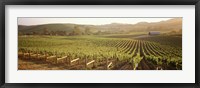 Framed Panoramic view of vineyards, Carneros District, Napa Valley, California, USA