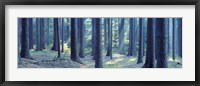 Framed Trees in a forest, South Bohemia, Czech Republic