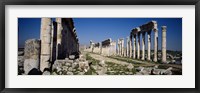 Framed Old ruins on a landscape, Cardo Maximus, Apamea, Syria