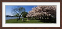 Framed Group of people in a garden, Cherry Blossom, Washington DC, USA