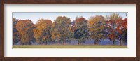 Framed Trees in a garden, South Bohemia, Czech Republic