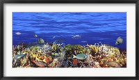 Framed Fish swimming near a Coral Reef