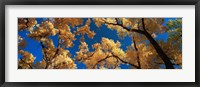 Framed Low angle view of cottonwood tree, Canyon De Chelly, Arizona, USA