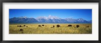 Framed Field of Bison with mountains in background, Grand Teton National Park, Wyoming, USA