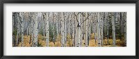 Framed Aspen trees in a forest, Alberta, Canada