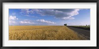 Framed Wheat crop in a field, North Dakota, USA