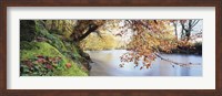 Framed Trees along a river, River Dart, Bickleigh, Mid Devon, Devon, England