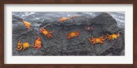 Framed High angle view of Sally Lightfoot crabs (Grapsus grapsus) on a rock, Galapagos Islands, Ecuador