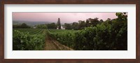 Framed Vineyard with a Cape Dutch style house, Vergelegen, Capetown near Somerset West, Western Cape Province, South Africa