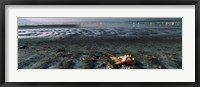 Framed Dead flamingo at the lakeside, Lake Nakuru, Great Rift Valley, Lake Nakuru National Park, Kenya