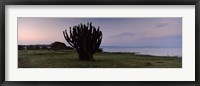 Framed Silhouette of a cactus at the lakeside, Lake Victoria, Great Rift Valley, Kenya