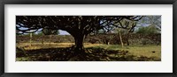 Framed Trees in a field with a stone wall in the background, Thimlich Ohinga, Lake Victoria, Great Rift Valley, Kenya