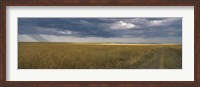 Framed Dirt road passing through a meadow, Masai Mara National Reserve, Great Rift Valley, Kenya