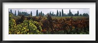 Framed Vineyards with trees in the background, Apennines, Emilia-Romagna, Italy