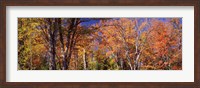Framed Trees in autumn, Vermont, USA