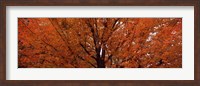 Framed Maple tree in autumn, Vermont, USA