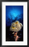 Framed Sea anemone and Allard's anemonefish (Amphiprion allardi) in the ocean