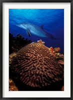 Framed Bottle-Nosed dolphin (Tursiops truncatus) and coral in the sea