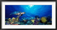 Framed Hawksbill turtle (Eretmochelys Imbricata) and French angelfish (Pomacanthus paru) with Stoplight Parrotfish (Sparisoma viride)